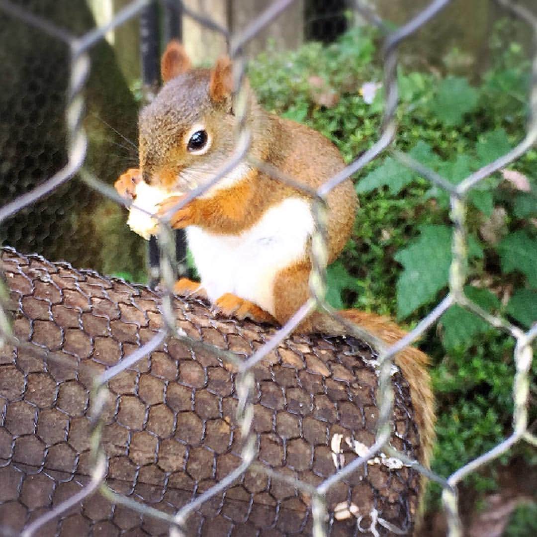 ルミネ公式のインスタグラム：「町田で癒し系!? メンタルリフレッシュの巻 #01 小動物で癒し系リフレッシュ！ [ #LUMINEMAGAZINE ] http://magazine.lumine.ne.jp/?p=59780 #lumine #ルミネ #トーキョートリップ物語 #土日更新 #東京 #tokyo #町田 #machida #まちだリス園 #リス園 #リス #小動物 #アカリス #リフレッシュ #癒し系 #cute #可愛い #lovely #animal #instatrip #trip」