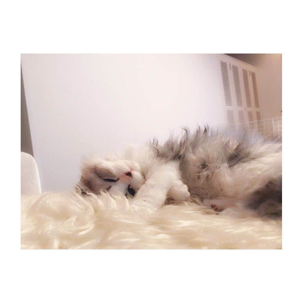 けむしちゃんのインスタグラム：「😴💤🌙 #ilovecat  #ねこすたぐらむ  #scotishfold  #cats」