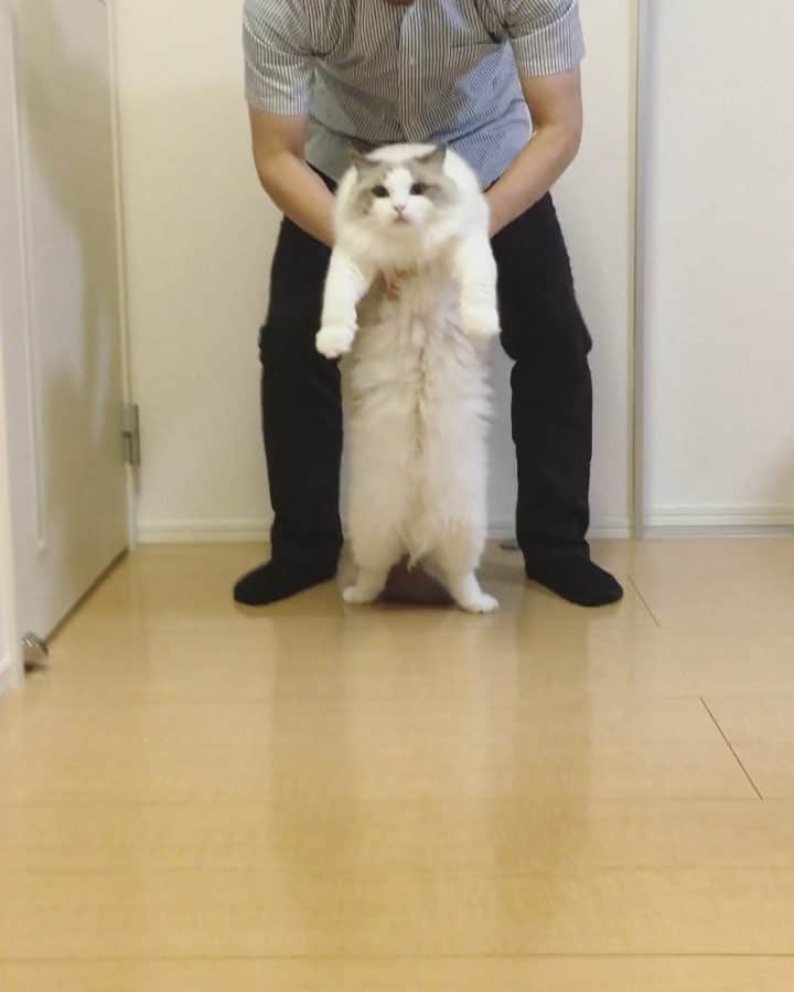 のインスタグラム：「ちょっとちょっとぉ〜どこ連れてくのよぉ〜😹💨 ちゃんとピョコピョコ歩けてました😆 #すーすー歩き #ragdoll #ragdollcat #ragdollsofinstagram #instaragdoll #instacat #instagramcats #catsofinstagram #catlove #adorable #aww #pet #cat #neko #ラグドール #猫 #ネコ #ねこ #ねこ部」
