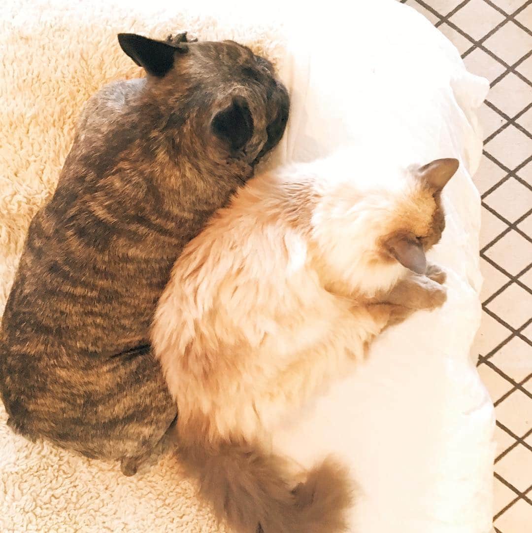 Miss Zoe & Mr Baileyのインスタグラム