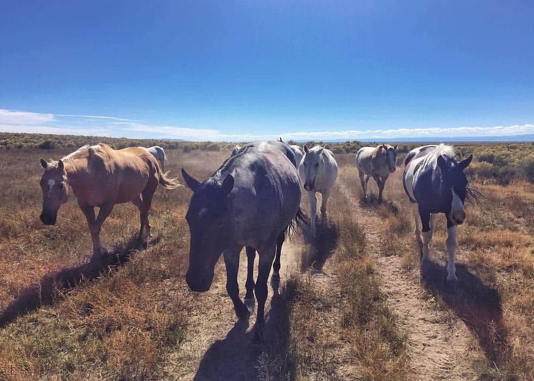 John Stortzのインスタグラム：「Wolf is such a whiny brat when it comes to horses. Cries and cries wanting to run out and play with 'em. So when we walked out to meet all the ranch horses he was bug eyed and overwhelmed. Then they all took a sudden interest in him and started following us everywhere. Maybe he's been partially cured of his equine obsession. Probably not.」