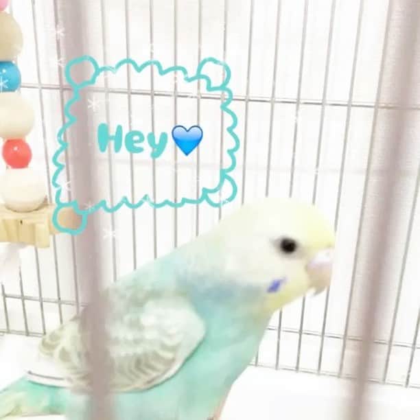 星野ナミのインスタグラム：「大好き💙 #navi」