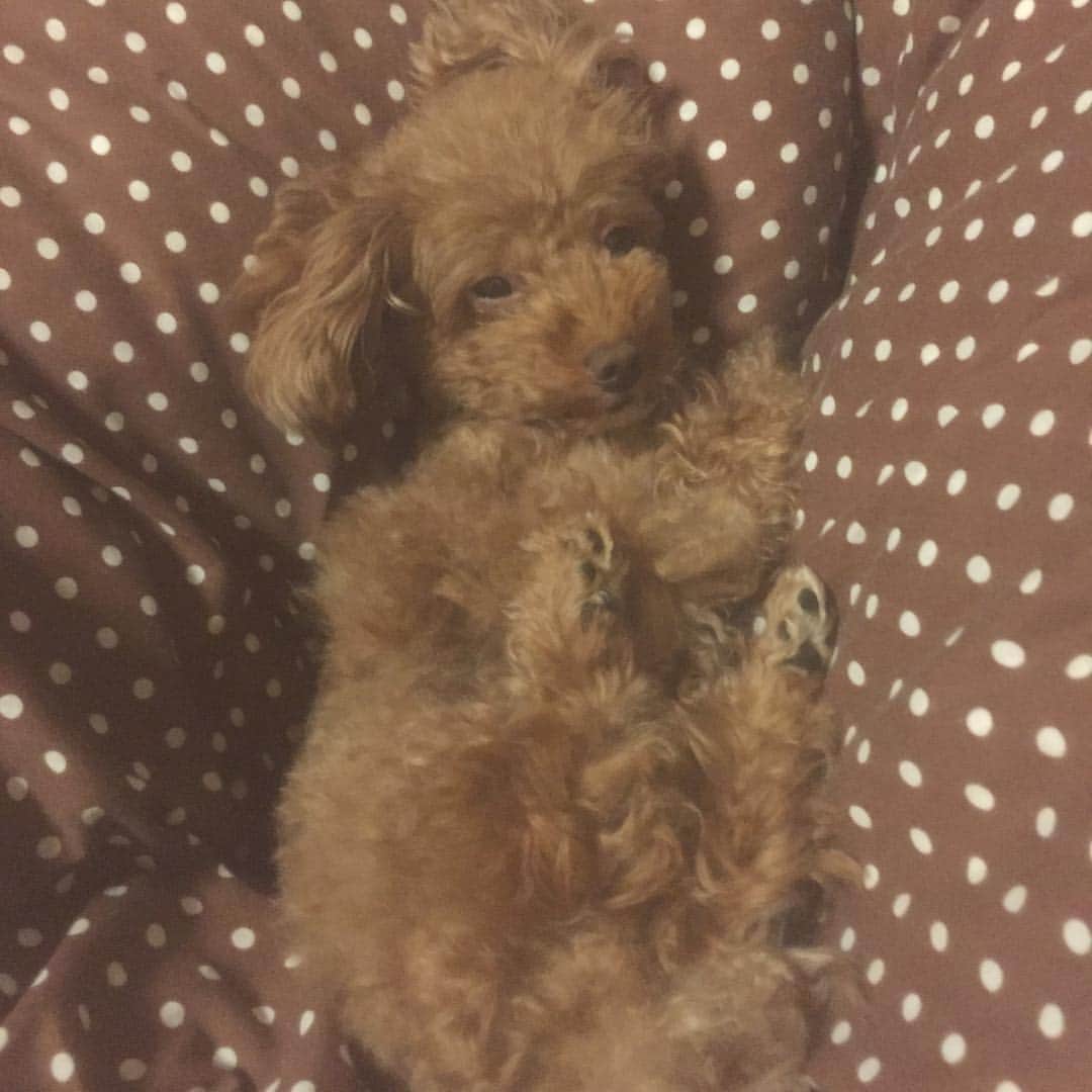 浅川美咲のインスタグラム：「かわいいかわいいここなちゃん♡ ぐんない🌙✨ #Chubbiness #チャビネス #犬 #愛犬 #わんこ #今日のDOG」