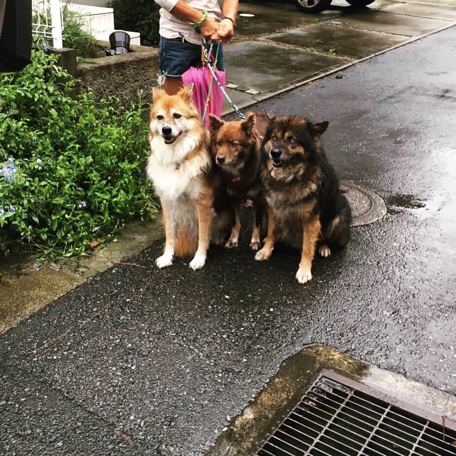 IMALUさんのインスタグラム写真 - (IMALUInstagram)「ロケで #出会ったワンコ🐶  3兄弟🐶🐶🐶 保護犬だそう🐶🐶🐶 全員ハリウッドスターの名前だったよ🐶🐶🐶 #shelterdog」9月29日 7時14分 - imalu_0919