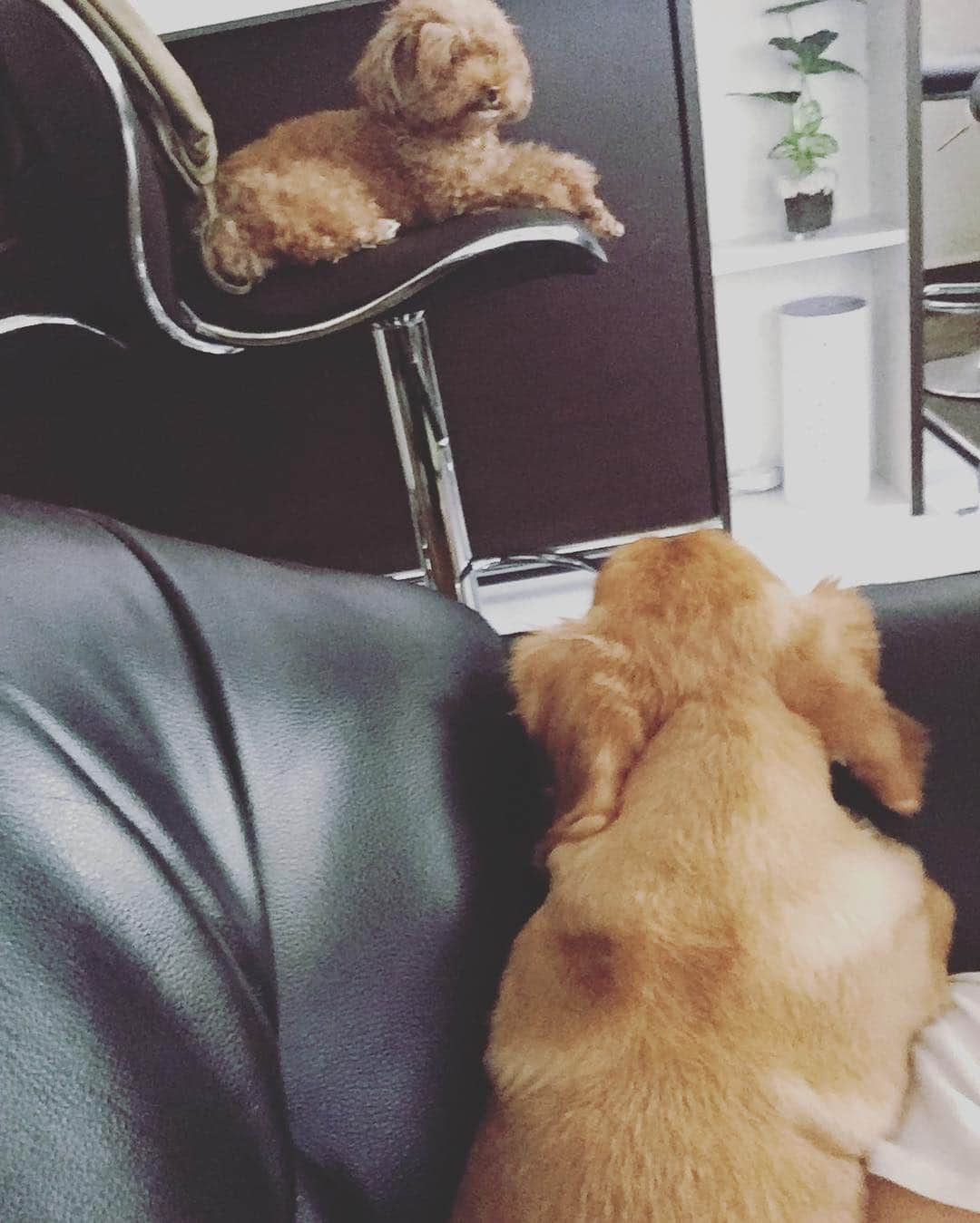 浅川美咲のインスタグラム：「お昼のわんこ🐶 見つめ合うナイトくんとここなちゃん♡  #Chubbiness #チャビネス #愛犬  #わんこ  #犬  #今日のDOG」
