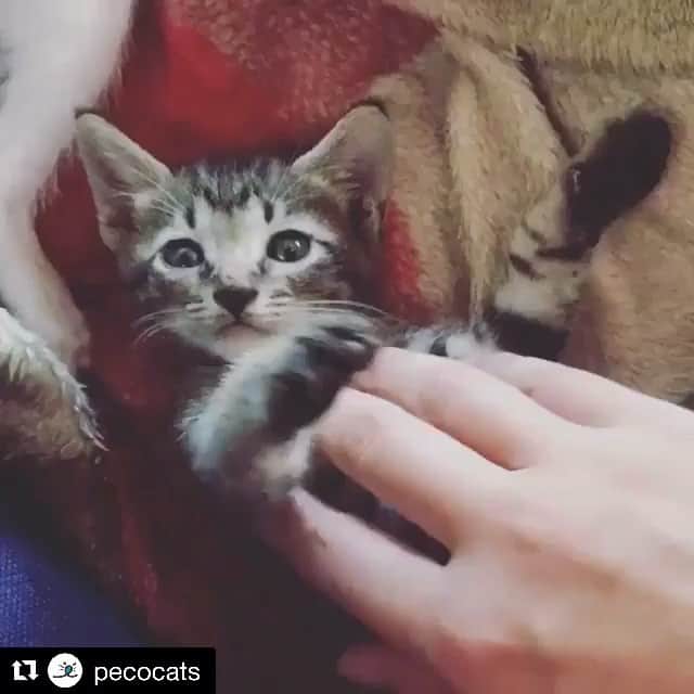 吉祥寺PARCOのインスタグラム：「#Repost @pecocats with @repostapp ・・・ 「ナデナデしてくださいにゃっ💓」ﾊﾞﾝｻﾞ~ｲ #飼い主さんの #ナデナデが気持ちよくて #にっこり笑顔の #サンタちゃん #あぁきもちいいにゃ #ペコねこ部 #regram : @rinaaa016hairmake」