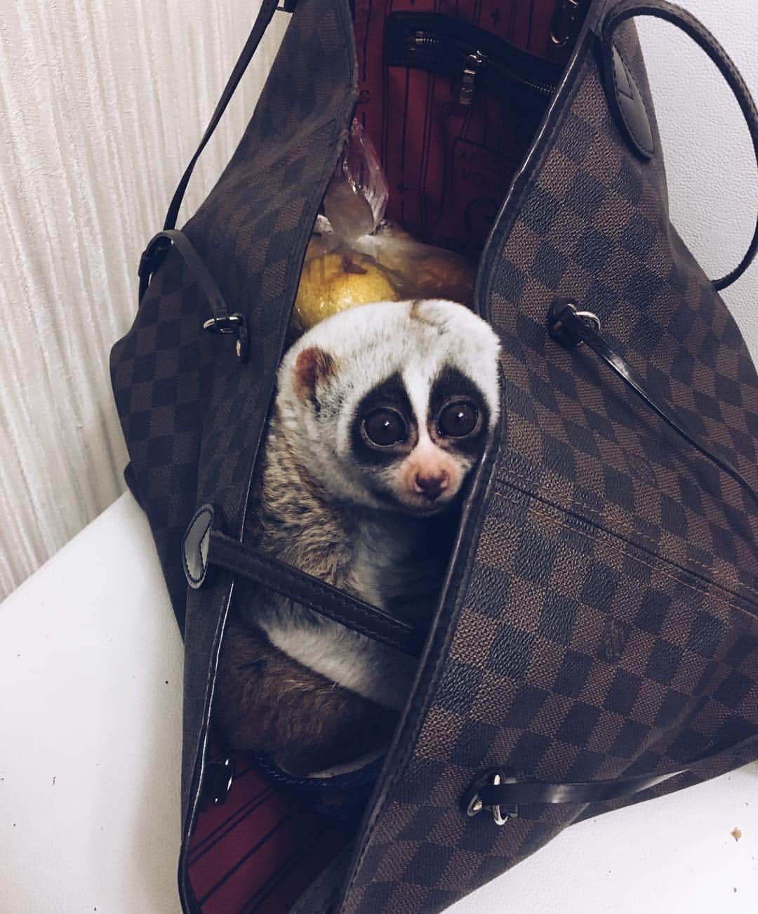 Saraさんのインスタグラム写真 - (SaraInstagram)「In bag with oranges😊」9月30日 1時29分 - sara_lemur