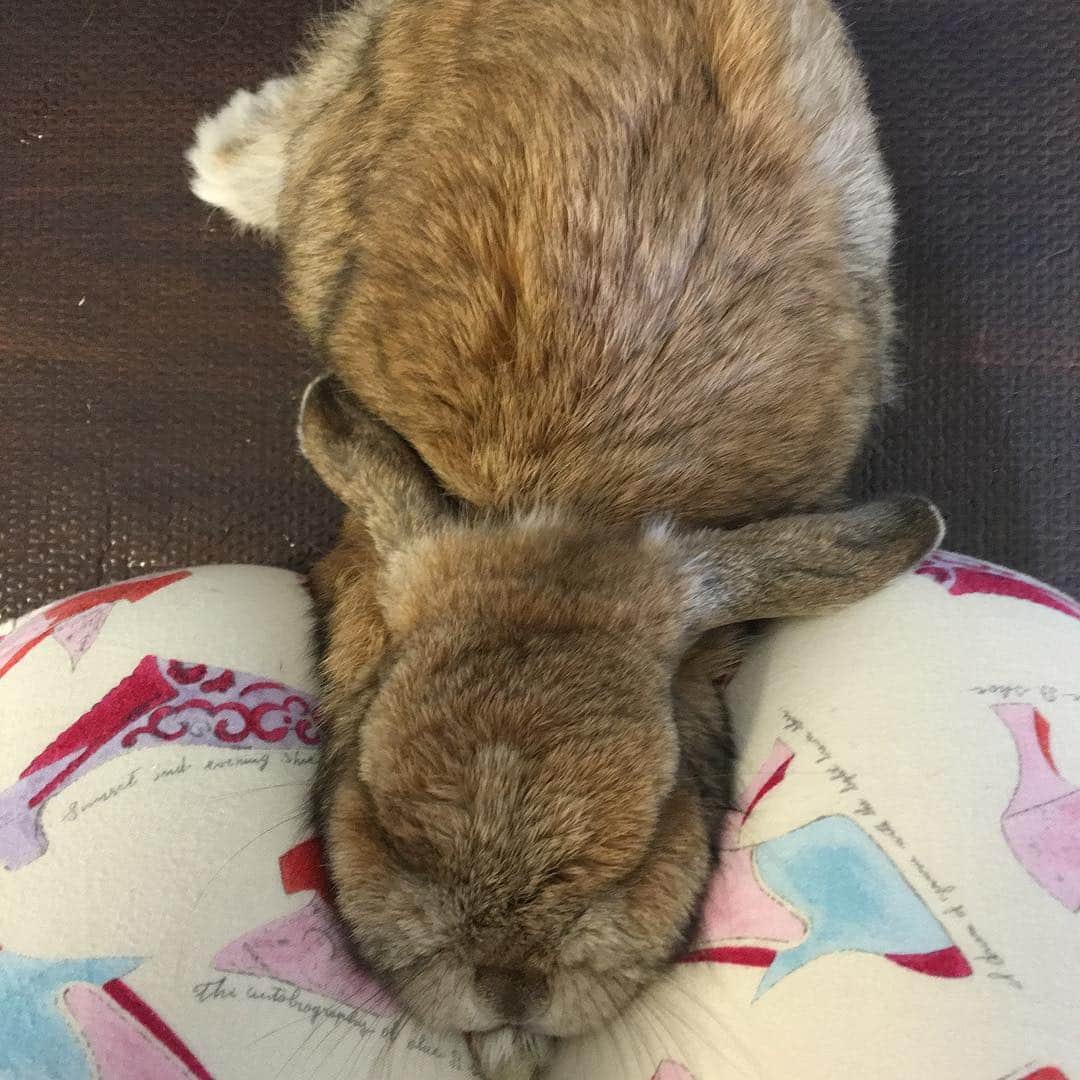 鈴華ゆう子さんのインスタグラム写真 - (鈴華ゆう子Instagram)「太ももの間にすっぽりハマって、イビキをかいて寝てるであります。うめさんは、アゴを預けるのがとても落ち着くらしい。#hollandlop #rabbit #rabbitstagram #ホーランドロップ #うさぎ」9月7日 12時03分 - yuko.suzuhana