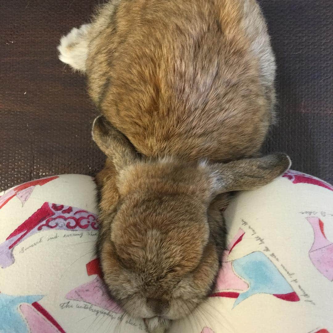 鈴華ゆう子のインスタグラム：「太ももの間にすっぽりハマって、イビキをかいて寝てるであります。うめさんは、アゴを預けるのがとても落ち着くらしい。#hollandlop #rabbit #rabbitstagram #ホーランドロップ #うさぎ」