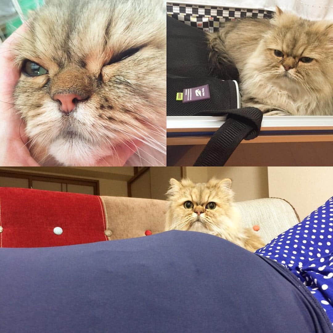 さなちゃろうのインスタグラム：「さなちゃろうです🐾  みんな俺のこと忘れてないかにゃ？！😹⚡️ 実は、、、、 ママが臨月に入りましたにゃ💓  もうすぐお兄ちゃんににゃりますにゃ！！！ なかなか返信、更新、ご報告ができずすまなかったにゃあ😿💧 コメント、メッセージくれたお友達のみんな本当にありがとにゃ💖  ママも俺も元気にしてるから安心してほしいにゃ✨  あともう少し！！ 完全復活まで待っててほしいにゃ😼💋💋💋」