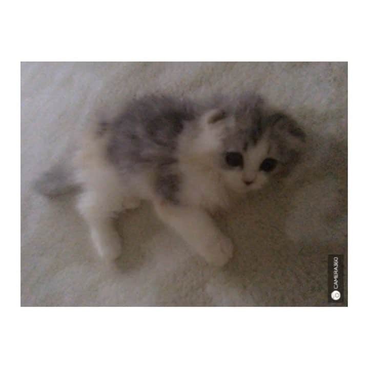 けむしちゃんのインスタグラム：「🙈💤 #catstagram  #ilovecats  #scottishfold  #🐱 #ねこすたぐらむ  #スコティッシュフォールド」