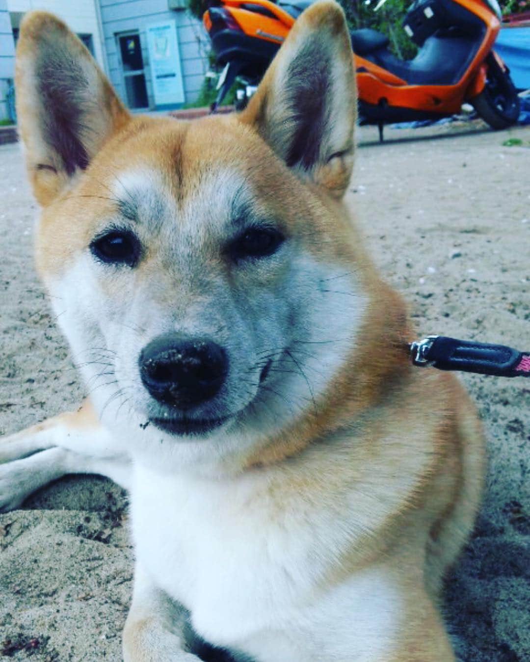 タカさんのインスタグラム写真 - (タカInstagram)「#柴犬 #ウンチャン #砂まみれ」9月9日 11時43分 - taka.tkg