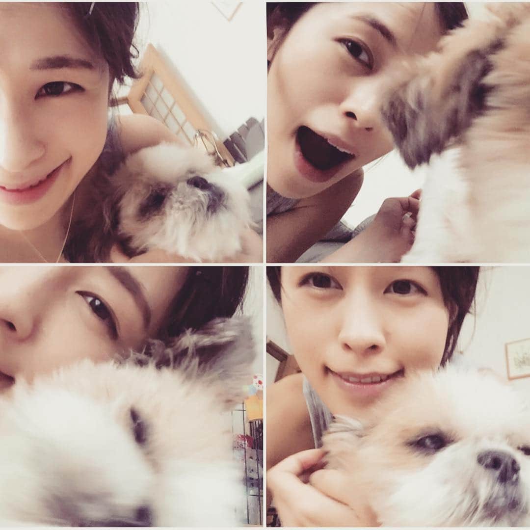芝咲美穂さんのインスタグラム写真 - (芝咲美穂Instagram)「目指せ！ 素敵な2ショット！！ #シーズー #クッキー君 #ペットの写真 #撮り方 #教えてください。」9月9日 17時53分 - miho_shibasaki