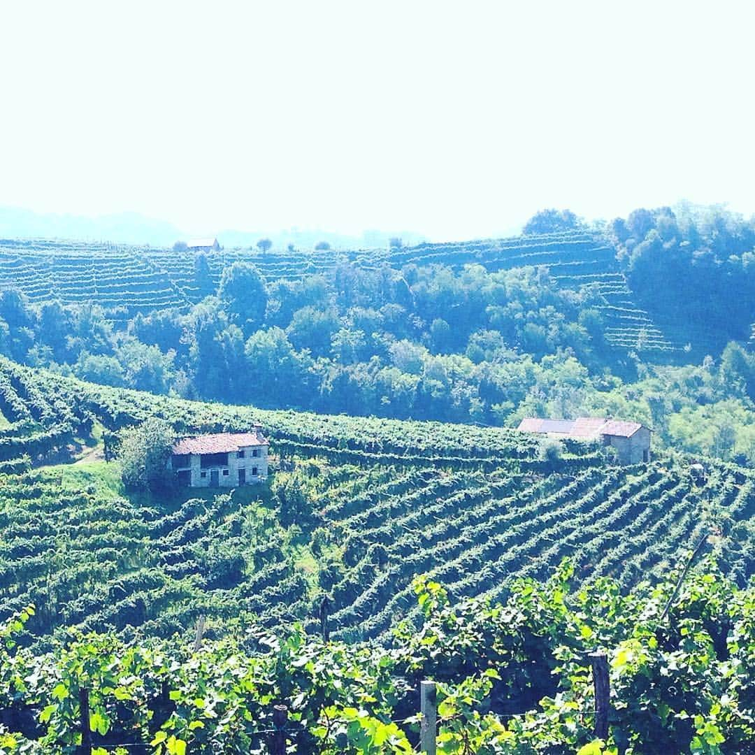 Mionetto Prosecco Sverigeのインスタグラム：「Home sweet home...💚 #mionetto #mionetto_se #prosecco #valdobbiadene #italien #mousserandevin #vingård #vinrankor #skördetid #mousserande #skumpa #bubbel #vin #vinodling」