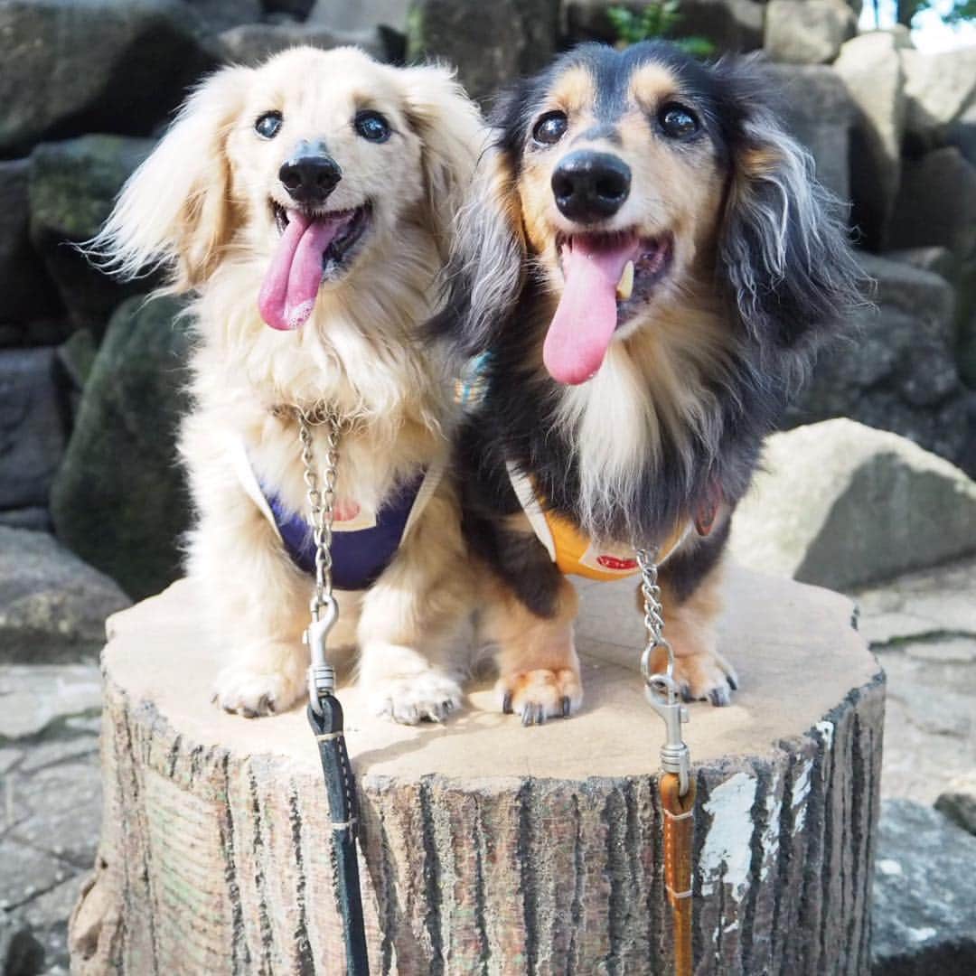 のインスタグラム：「Lovely smiles😋😋 * 早く涼しくならないかな。 ライとボンと歩く朝んぽが私のリフレッシュタイムです⑅◡̈*」