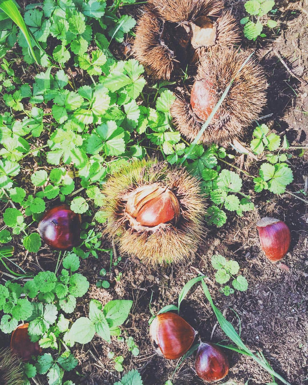 梅本祐紀さんのインスタグラム写真 - (梅本祐紀Instagram)「今年も秘密の場所で栗拾い🐿 ・ ・ #camp #autocamp #camper #daycamp #autumn #キャンプ #キャンパー #オートキャンプ #デイキャンプ #栗拾い #秋」9月12日 9時42分 - yuki_umemoto