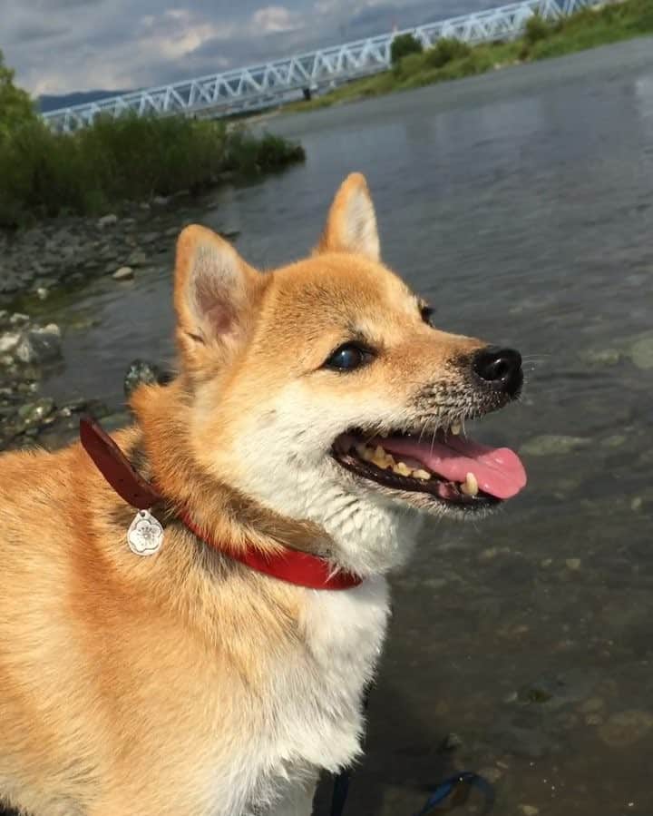 beis0816のインスタグラム：「Hello. Played in the river on the weekend. ごぶさたパイン〜。週末はたくさん川で遊んだよ〜。 この夏はなかなかアップできなかったけど、パインも元気に夏をすごしました〜。 #パイン #パインさん #柴犬 #柴 #犬 #犬バカ部 #日本犬 #わんダフォ #shiba #shibainu #dog #dogstagram  #dogs  #shibastagram #shibainustagram #shibalife #instadog」