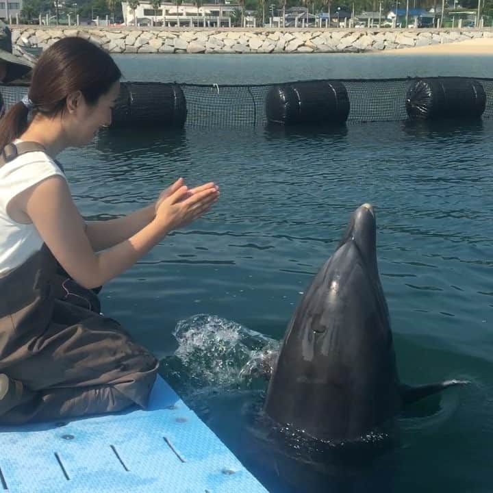 のインスタグラム：「【Japan🇯🇵Ehime】 愛媛の伯方島にあるドルフィンファームしまなみでイルカと仲良くなりました🐬💓 Copyright ©︎ TAJIHARU _ #たじはるトリップ #TAJIHARU_japan #愛媛 #今治 #松山 #伯方島 #日本 #しまなみ海道 #瀬戸内海 #ドルフィンファームしまなみ #道の駅 #イルカ #海 #ビーチ #ehime #imabari #matsuyama #hakata #japan #shimanami #dolphin」