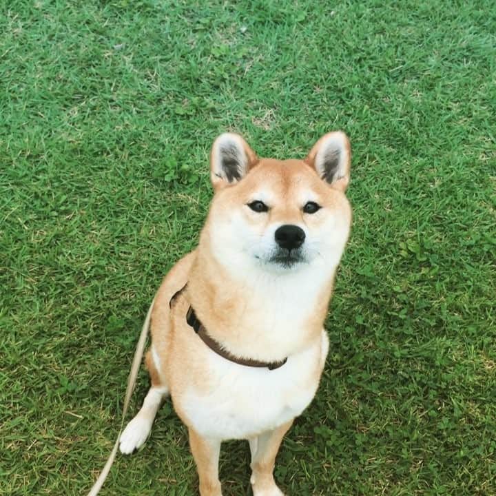 マロたんのインスタグラム：「Want some snack? "Yes!" ちょうだい！欲しい！って言った気がするからあげる🤗 #毎日ブログ書いてるん  #今日もブログ書いたん  #見てね  #泣かないけど #見てね #weeklyfluff #ilovemydog #ふわもこ部」