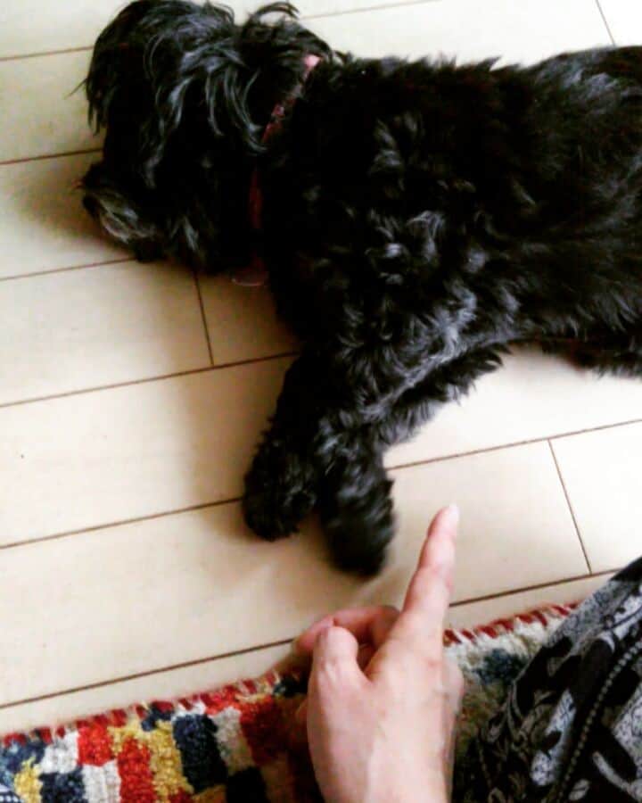 佐野莉子のインスタグラム：「まったく構ってくれへん🐶 #目薬代3000円 #コロン #withonline_jp #withgirls_jp #アニマルwith」
