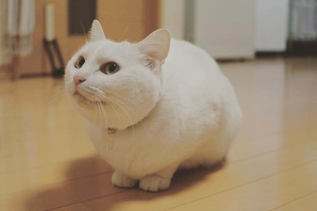 Purina Pro Plan Japanのインスタグラム：「🐈 @n.honeydew さんの銀ちゃんは、ある冬の日、自ら家に入ってきてお迎えされたネコさんだそうです❤️とってもキレイな銀ちゃんをぜひご覧ください🐾 🐈 #いつまでも一緒にいたいから #ピュリナプロプラン #ピュリナ #プロプラン #purina #ProPlan #ピュリナ最高峰のプレミアムニュートリションフード #ペットフード #キャットフード #cat #愛猫」