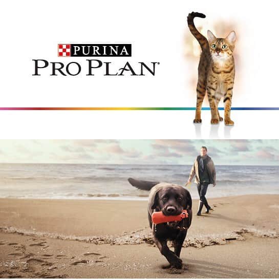 Purina Pro Plan Japanのインスタグラム：「○ 2016年9月 #ピュリナプロプラン が、さらに理想的な栄養にグレードアップし、全面リニューアルいたしました❗️ インターネットやお近くの店舗でお見かけの際は、ぜひ手にとってご覧ください🐶❤️ #ピュリナ #プロプラン #purina #ProPlan #ピュリナ最高峰のプレミアムニュートリションフード #ペットフード #ドッグフード #dog #愛犬」