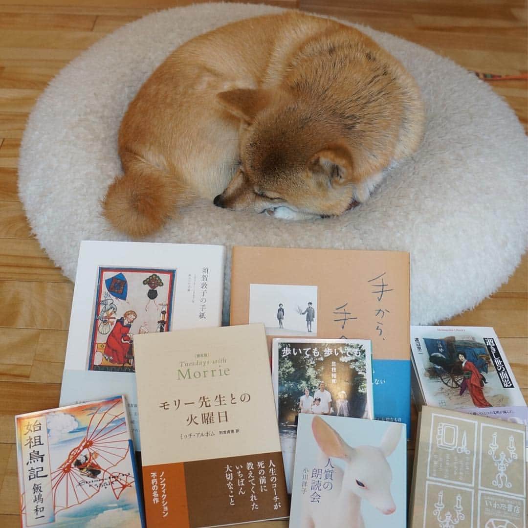 beis0816のインスタグラム：「Sleeping Pine. Mom has received these books from "the recommend by bookstore owner" service. お昼寝パイン〜。ママさんは、一万円選書とどいて大よろこび。 #岩田書店 #一万円選書 #カバー付きは楽園のカンヴァス #選んでもらうって嬉しい #同梱のお手紙もすてきでした #パイン #パインさん #柴犬 #柴 #犬 #犬バカ部 #日本犬 #わんダフォ #shiba #shibainu #dog #dogstagram  #dogs  #shibastagram #shibainustagram #shibalife #instadog」
