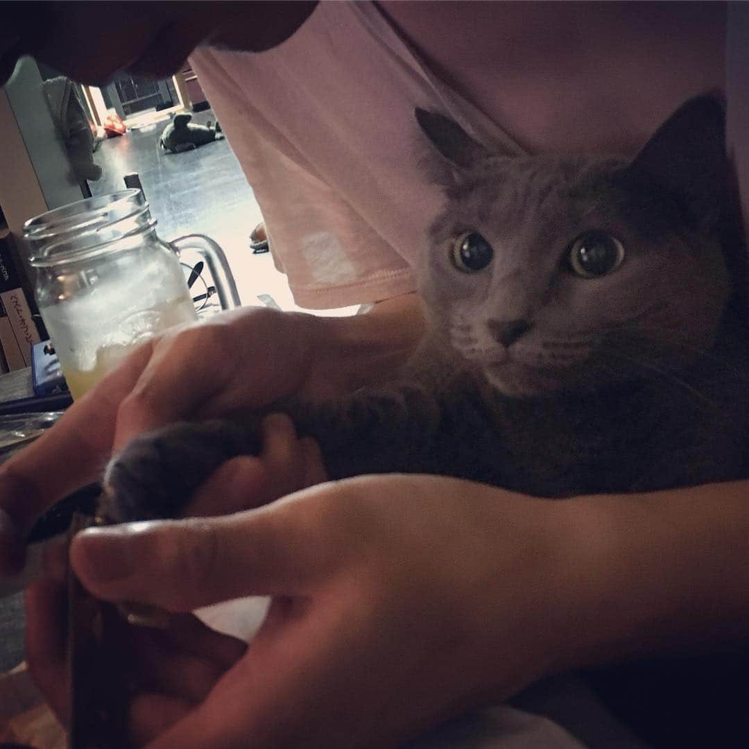 キム・ジェウクさんのインスタグラム写真 - (キム・ジェウクInstagram)「Hmm #russianblue」9月16日 18時31分 - jaeuck.kim