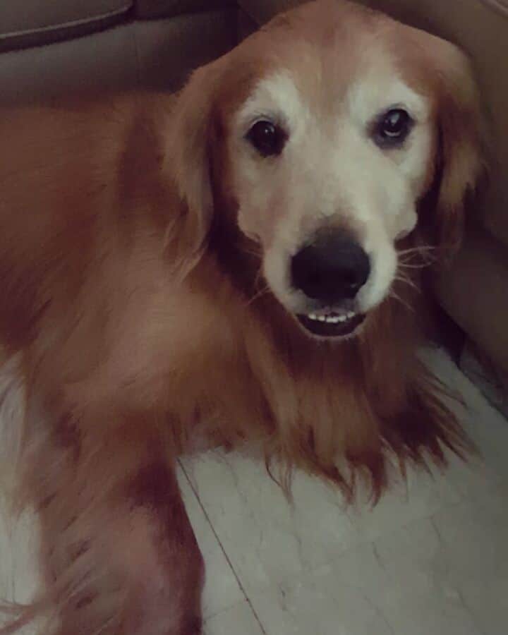 cosmothedogのインスタグラム：「Love and trust 💜」