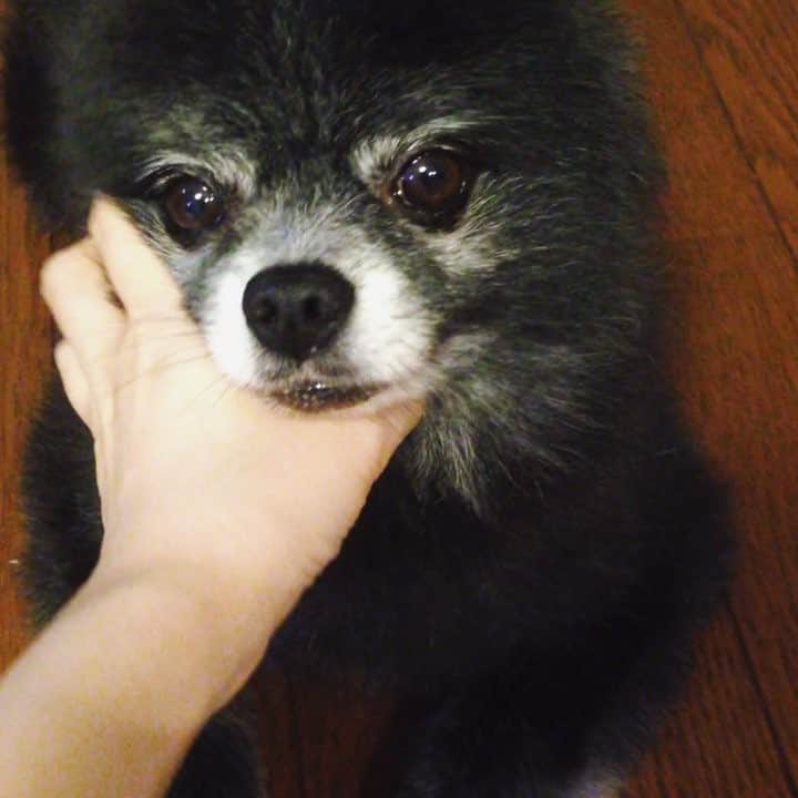 藤原ゆかのインスタグラム：「モフモフリラックス #ポメラニアン#黒ポメ#pomestagram」