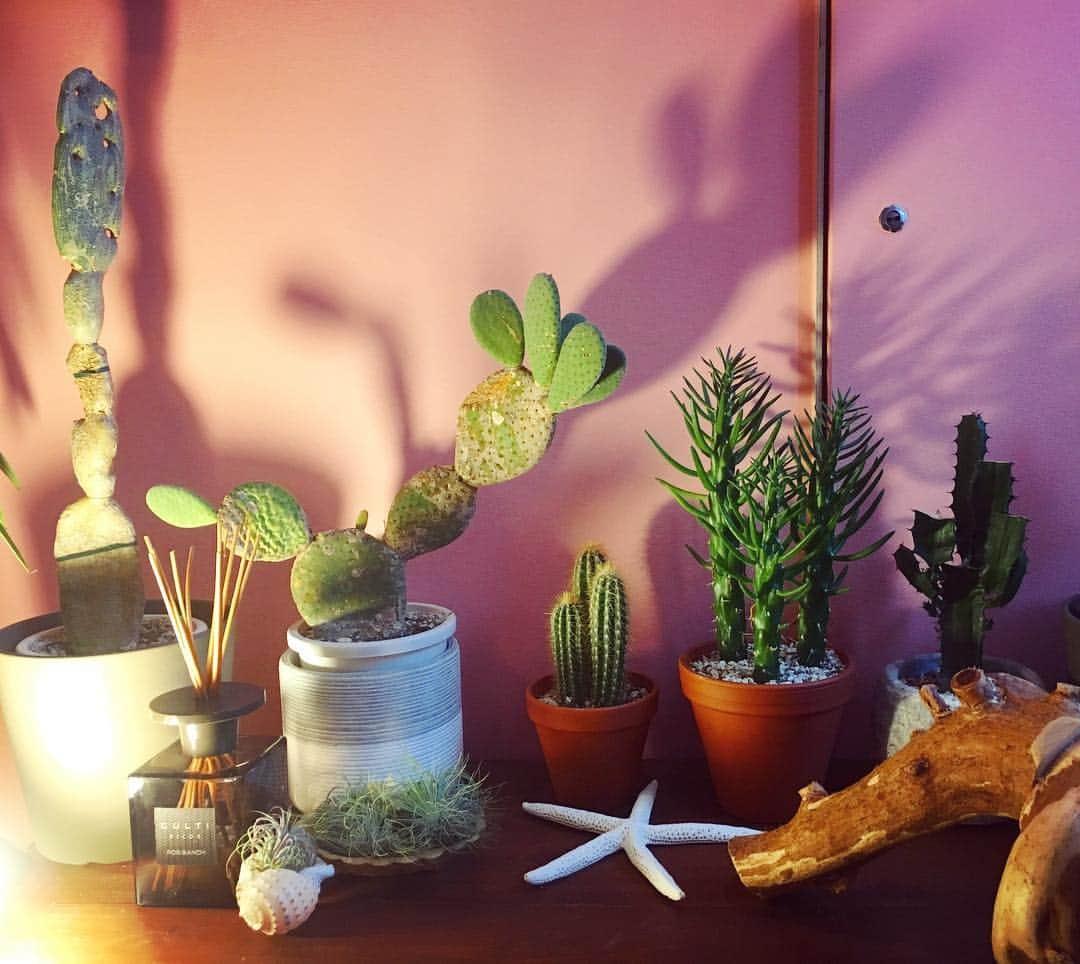 urakoさんのインスタグラム写真 - (urakoInstagram)「植物芸人さん🌵 @taichiro0107 の 植物への愛情が凄くて どれもこれも欲しくなってしまった🙄💭 . というわけで出直し😂  #またあとで行く#絞りこめない#悩むな#どれも素晴らしい #大切に育てられている#私も大切に育てなきゃ#枯らすわけにはいかない#植物芸人#本当は美容師さん#でも植物の事ももはやプロと言っていいレベル#尊敬 👏#こんなによくお喋りする太一郎初めて#知り合って10年以上は経つけど😂」9月18日 16時40分 - urako0618