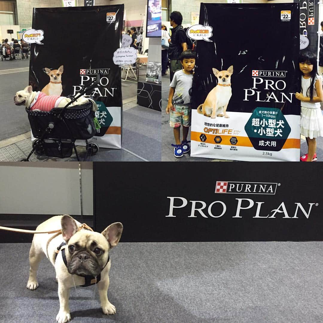 Purina Pro Plan Japanのインスタグラム