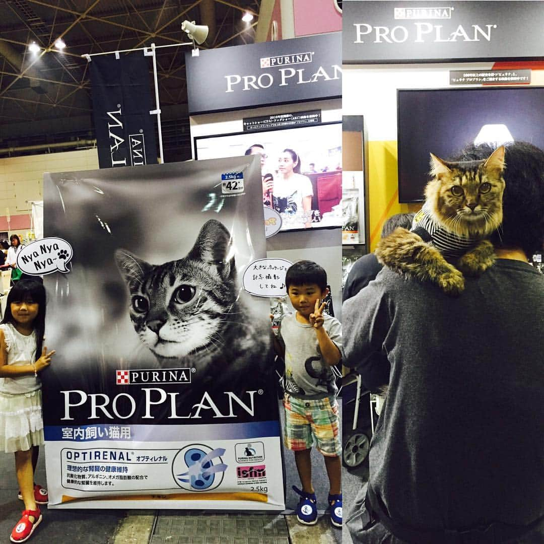 Purina Pro Plan Japanさんのインスタグラム写真 - (Purina Pro Plan JapanInstagram)「○ 本日もたくさんのご来場ありがとうございます❗️ #ピュリナプロプラン ブースでは、巨大製品パネルを展示しております。ぜひ、記念撮影をしてみてくださいね📷✨ 🐈 #ペット博 #ペット博大阪 #インテックス大阪 #ピュリナ #プロプラン #purina #ProPlan #ピュリナ最高峰のプレミアムニュートリションフード #ペットフード #キャットフード #cat #愛猫」9月18日 18時28分 - proplan_cat_jp