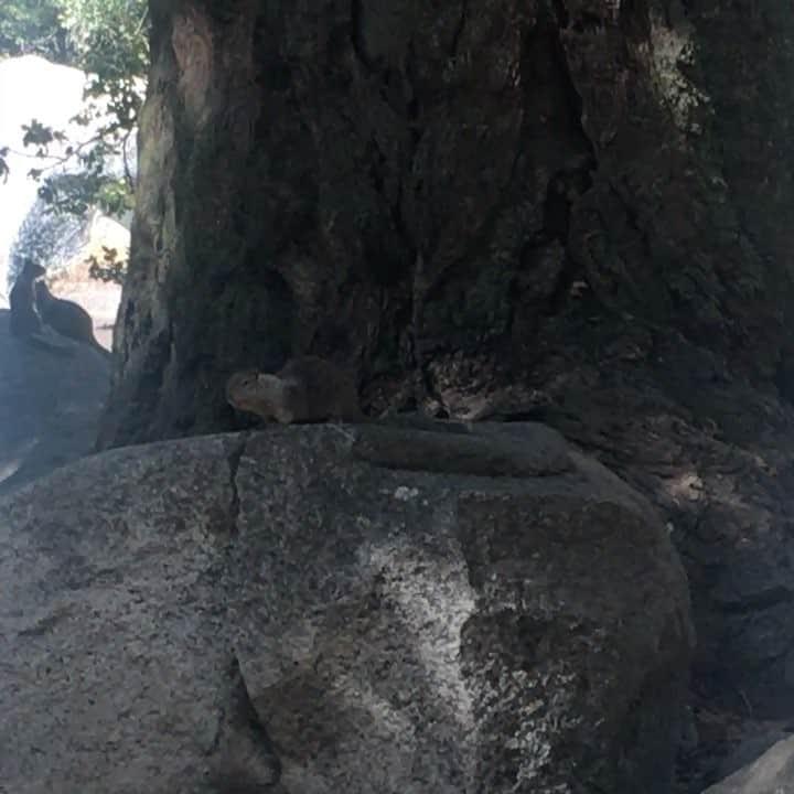 エミリー・ブラウニングのインスタグラム：「I've seen a lot of squirrels」
