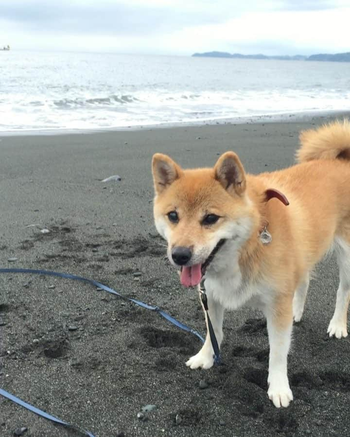 beis0816のインスタグラム：「Played on the beach. I love stones. 石さん大好き〜。 #海は楽しいな #パイン #パインさん #柴犬 #柴 #犬 #犬バカ部 #日本犬 #わんダフォ #shiba #shibainu #dog #dogstagram  #dogs  #shibastagram #shibainustagram #shibalife #instadog」