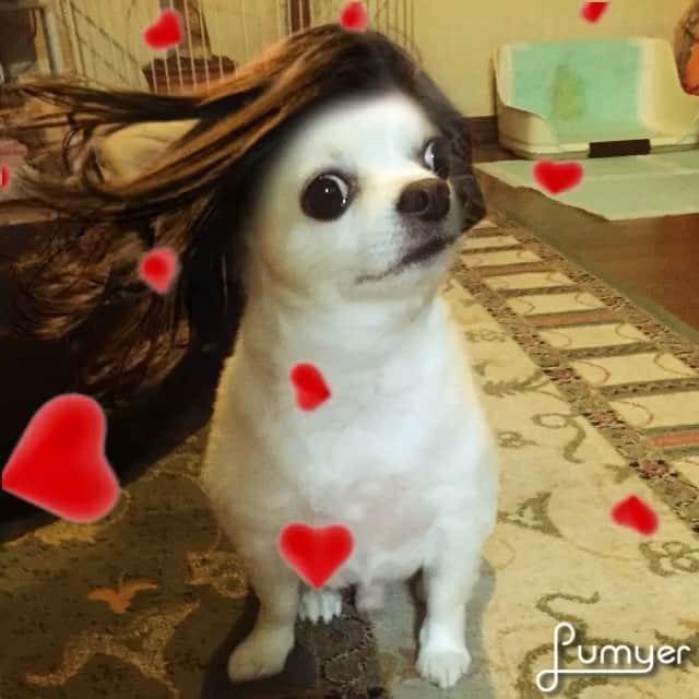 倉窪莉沙のインスタグラム：「* 今日もなびかせてます🐶💋 #愛犬 #チワワ #コクイチくん」