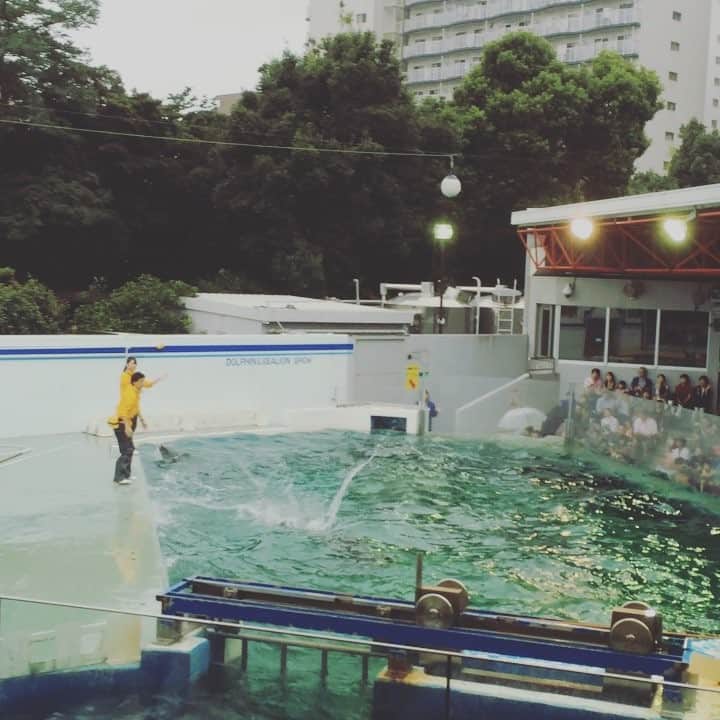 穴井詩のインスタグラム：「イルカってすごいなあ(´∀｀*) #イルカショー #子守り #子供達より楽しむ #水族館だいすき」