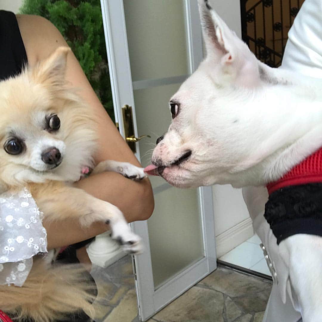 渡辺安里さんのインスタグラム写真 - (渡辺安里Instagram)「私は犬が苦手です。笑 #チワワ#犬なのに犬怖い」9月20日 9時47分 - anriwatanabe