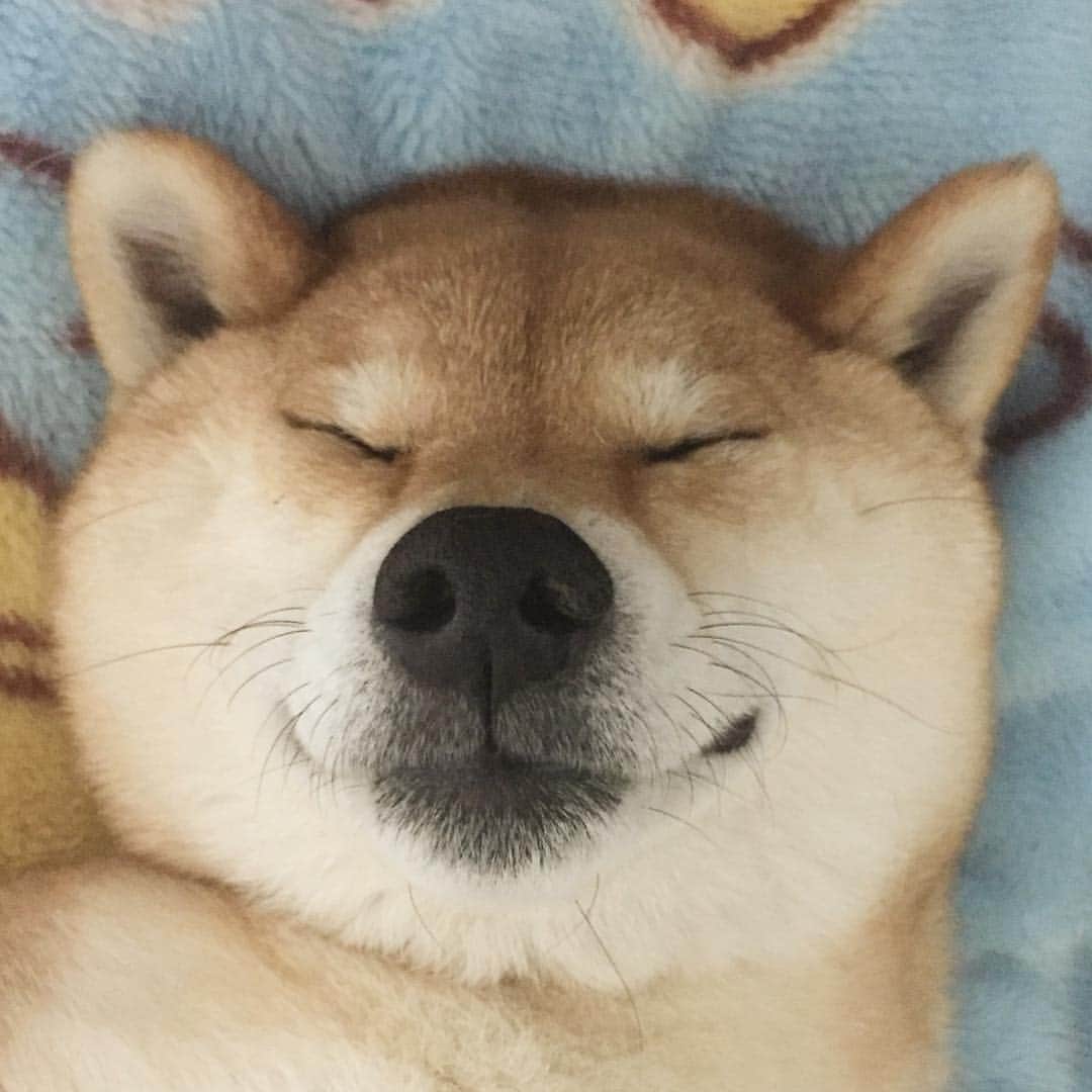 マロたんのインスタグラム：「Good night! おやすみ #お鼻ダブルタップでハートが出るよ #ブログ毎日書いてるん #見てね #ふわもこ部 #weeklyfluff #ilovemydog」