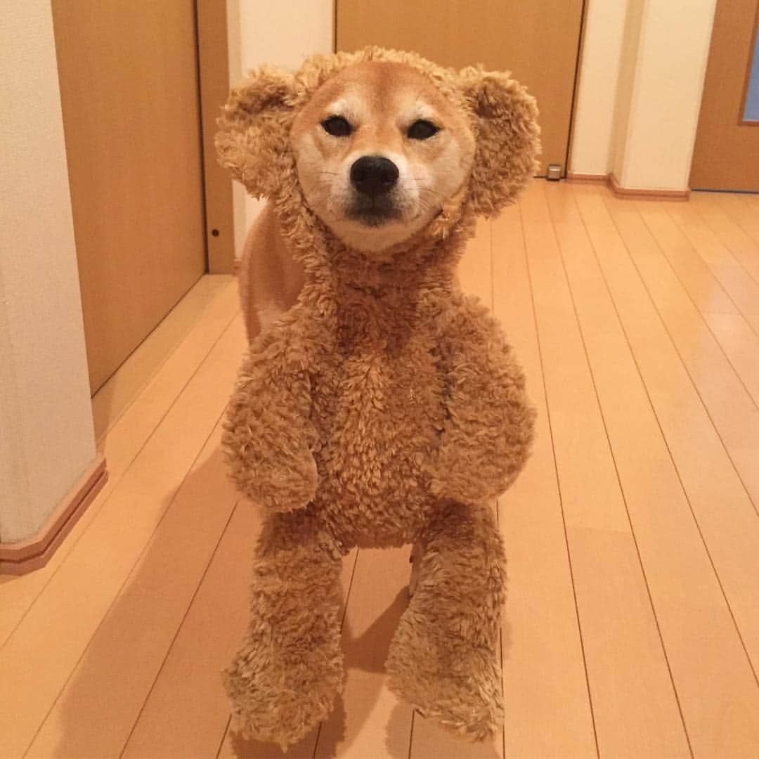 マロたんのインスタグラム：「I'm daffy🐻😂 ダッフィの綿がヘタったので入れ替えついでにバラしてみた😂後で動画撮ろう😂 #duffy #ilovemydog #weeklyfluff #ふわもこ部」