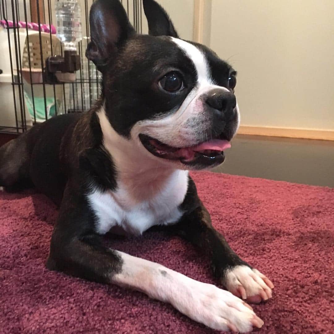 川島明のインスタグラム：「今日も「待て」をしています。」