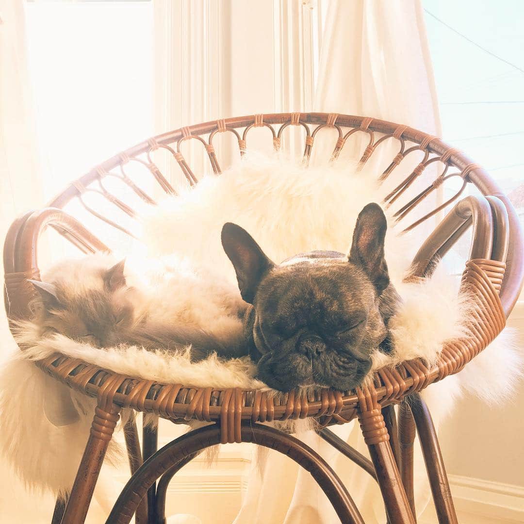 Miss Zoe & Mr Baileyのインスタグラム：「We've moved and here's our new favorite chair. New 🏡 same ❤️ #unlikelyfriends」