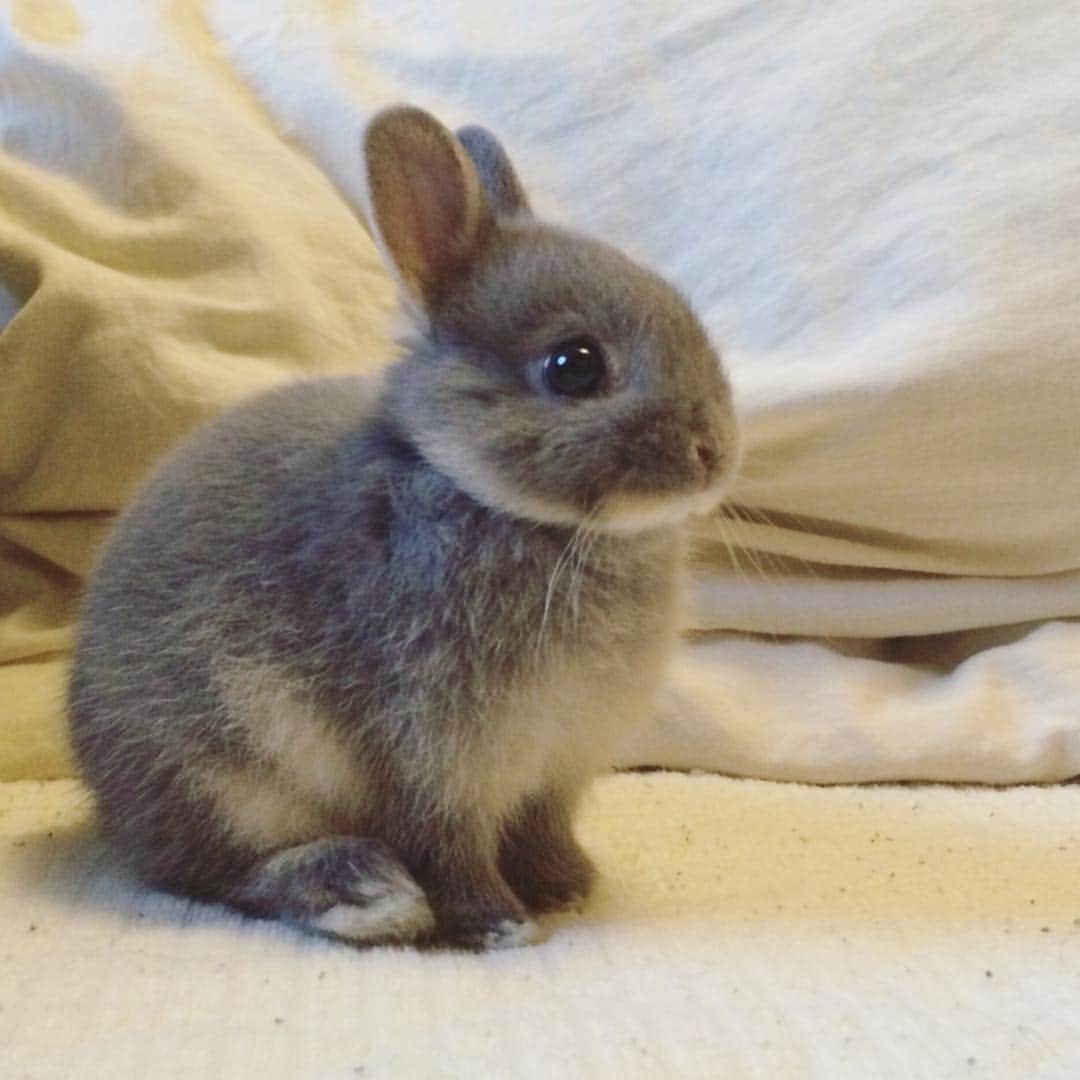 安達雅哉さんのインスタグラム写真 - (安達雅哉Instagram)「実家にウサギが仲間入りしました。 #ウサギ」9月23日 23時22分 - adachimasaya