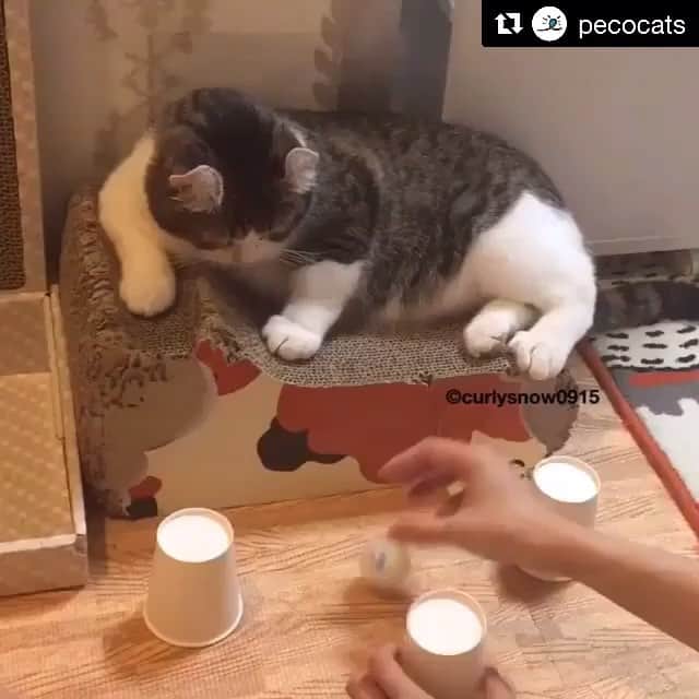 吉祥寺PARCOのインスタグラム：「#Repost @pecocats with @repostapp ・・・ 「じー… ここにあるんにゃ。」 ..... it's here!! #ボールの在処を #ばっちり当てちゃう #スノーくん #そっと伸ばした #可愛いモフモフお手て #むにむにしたい☺️💓 #ペコねこ部 #regram : @curlysnow0915」
