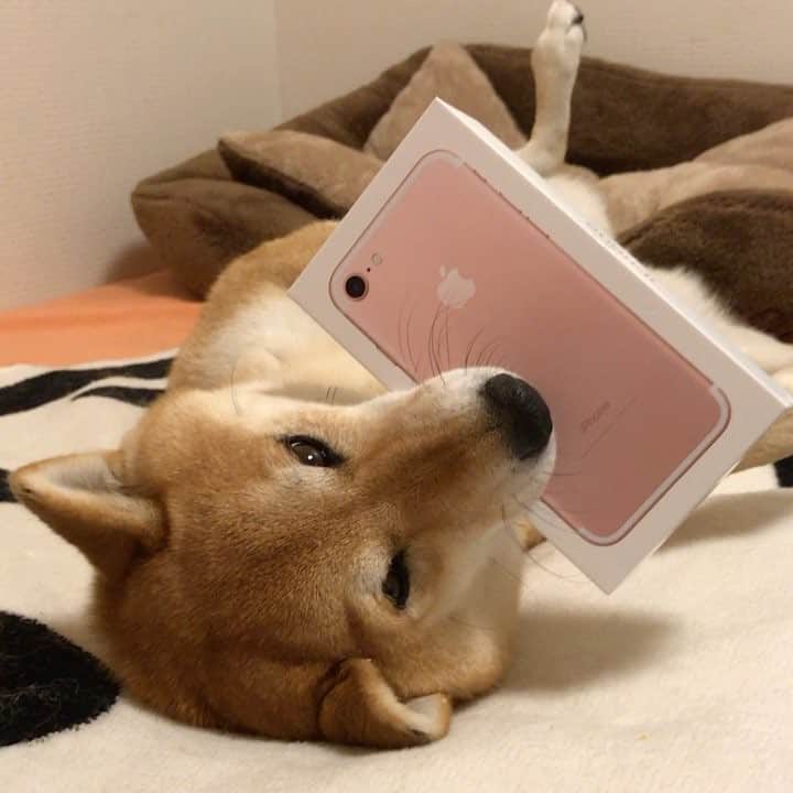 マロたんのインスタグラム：「iPhone7🤗 iPhone7で撮ったん🤗マロたん頑張ったん🤗 #ローズゴールドいちばん人気ないやつ #カバー付けたらなんでも一緒 #iPhone7いじりに忙しいのでブログ一回お休み #仕事の電話もすっ飛ばし #また明日 #ふわもこ部 #weeklyfluff #ilovemydog」