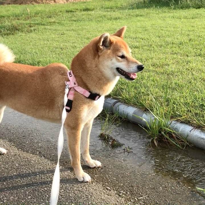 マロたんのインスタグラム：「mantis! カマキリちょいちょい🐾 #ふわもこ部 #weeklyfluff #ilovemydog」