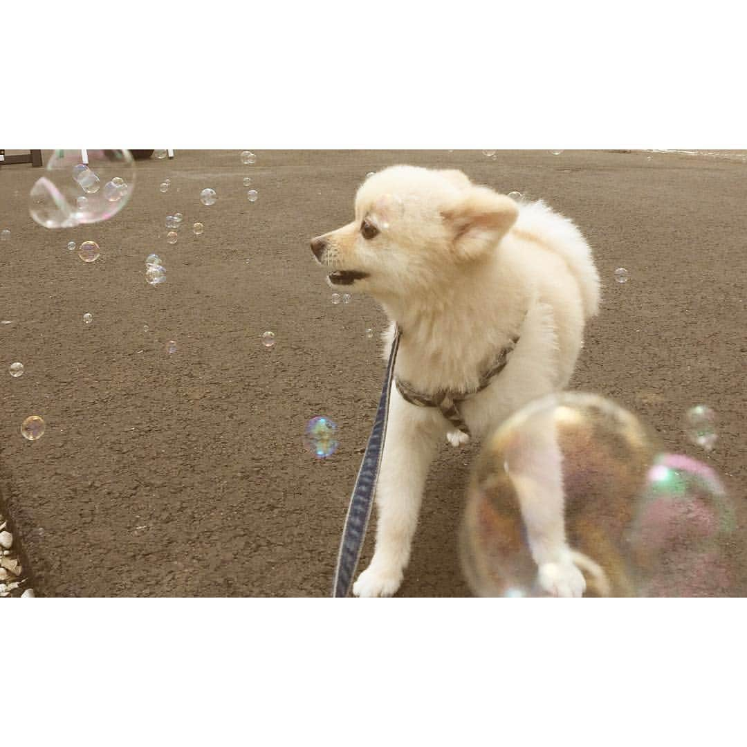 長崎莉奈のインスタグラム：「妹と私の誕生日祝いに、家族と犬3頭でドキーズアイランドへ♪ #instadog #instagood #enjoy #dog #pomeranian #ドギーズアイランド #千葉 #japan #chiba #follow4follow #like4like」