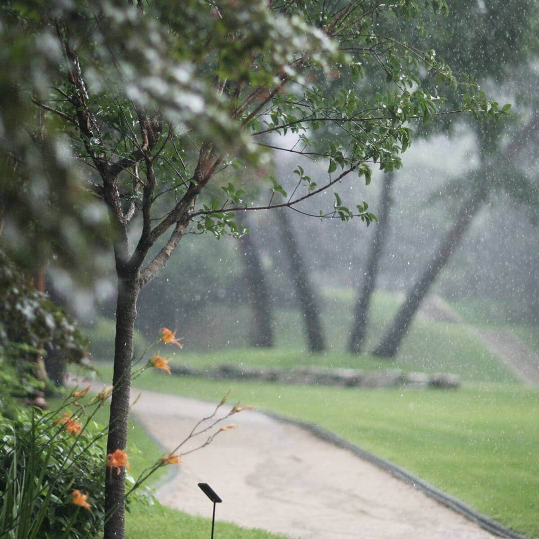 朴槿恵さんのインスタグラム写真 - (朴槿恵Instagram)「청와대에도 비가 왔습니다.  #녹지원 #청와대 #가을비 #감기조심하세요」10月25日 13時59分 - cheongwadae