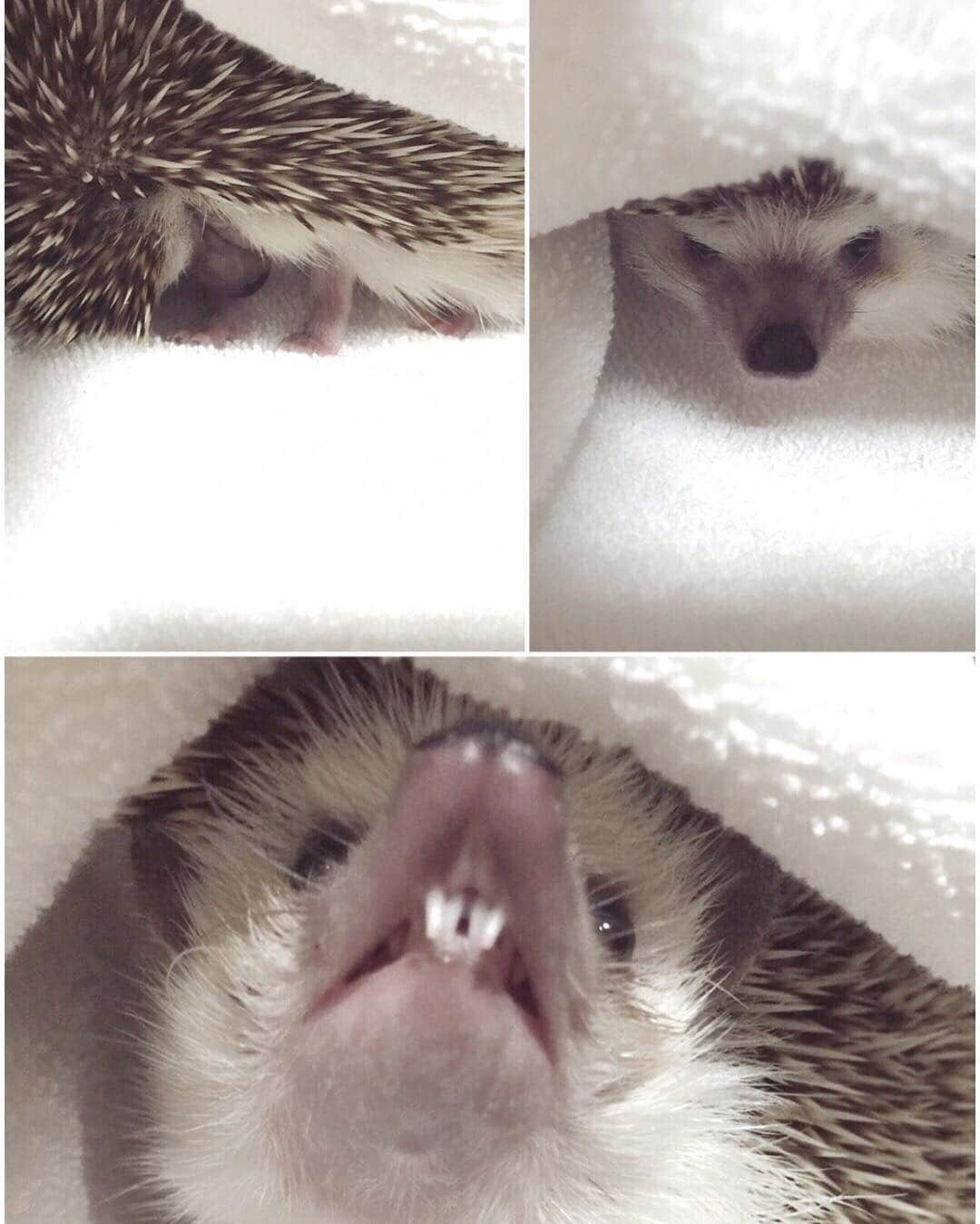 ターボのインスタグラム：「Oct. 21 2016 "I don't want to wake up...." "I told you... don't make me angry..." "GRRR! I want more beauty sleep!" #turbo_thehedgehog」