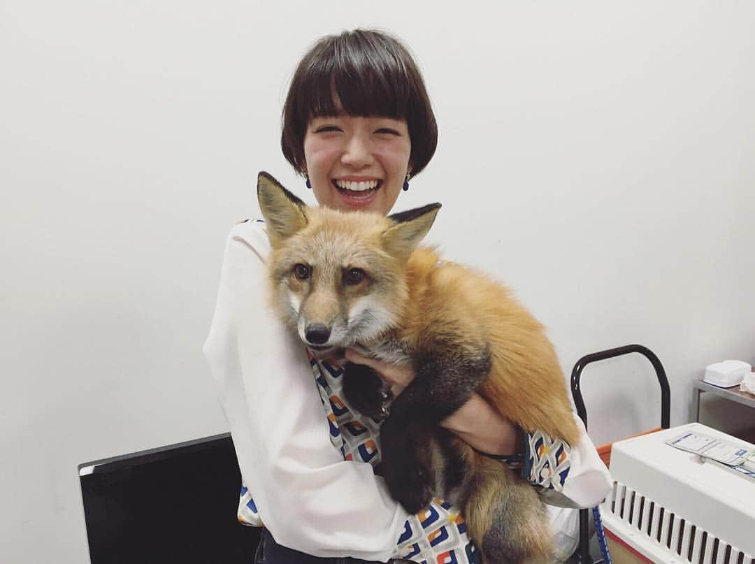 佐藤栞里さんのインスタグラム写真 - (佐藤栞里Instagram)「コンコンコント🐾 #世界一受けたい授業#スタジオにきつねさんが遊びに来てくれました💕#ふわふわでおとなしくて手足に靴下履いてるみたいで☺️☘#可愛かったなぁ❣#そして今回😳！#いつか参加してみたいなぁとずっと憧れていた#告知コント😂#ちゃまてばこバージョンでさせてもらいました！！#上田さんからの宣伝かい！！#のつっこみに大変感動いたしました😭💓#さあちゃまてばこはどこにいるでしょうか？#番組を見ながら探してみてくださいね😚✨#19時56分から放送です！#よろしくお願いします🐱💓」10月22日 15時33分 - satoshiori727